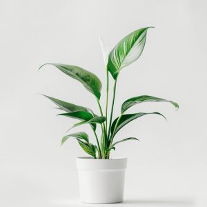 product 03